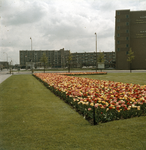 824389 Afbeelding van een perk met bloeiende tulpen in het plantsoen aan de Diamantweg te Utrecht. Op de achtergrond ...